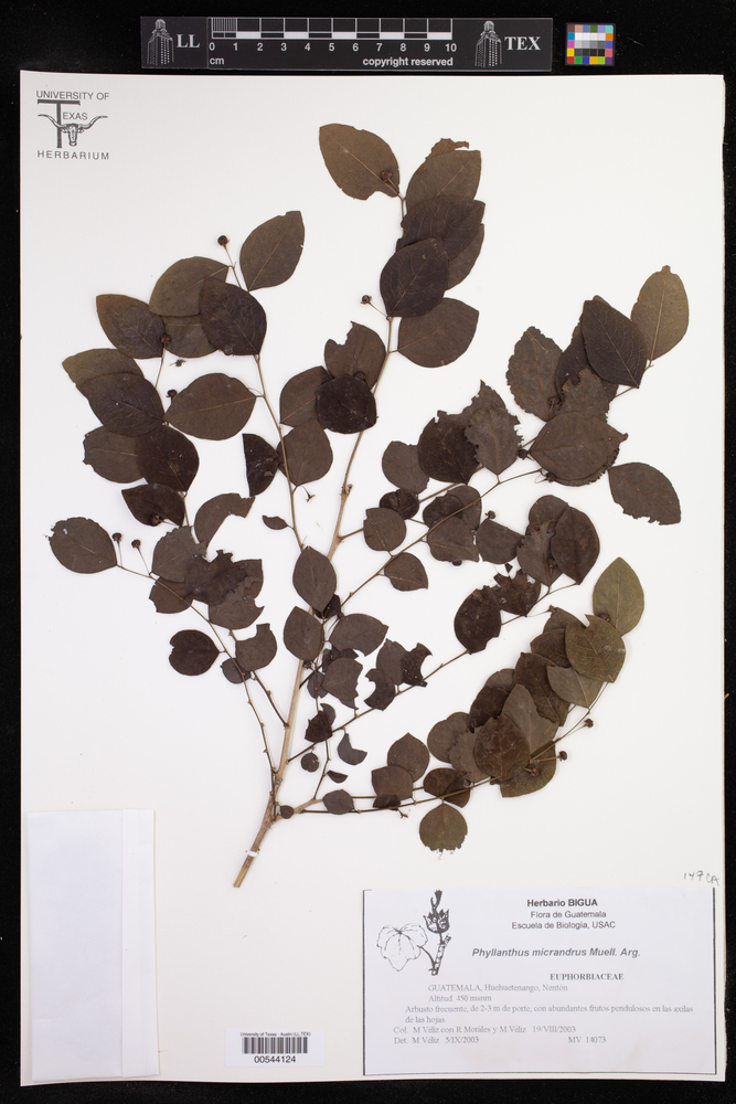 Phyllanthus graveolens subsp. micrandrus image