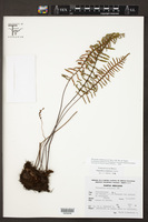 Pleopeltis madrensis image