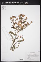 Symphyotrichum carnerosanum image