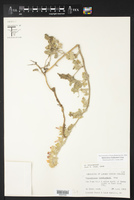 Sphaeralcea lindheimeri image