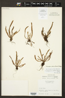 Image of Moranopteris setulosa
