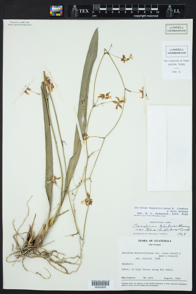 Oncidium hagsaterianum image