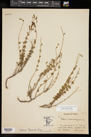 Salvia lycioides image