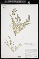 Astragalus lotiflorus image