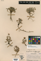 Astragalus legionensis image