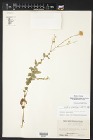 Symphyotrichum patens var. gracile image