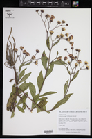 Vernonia greggii var. greggii image