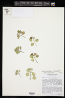 Perityle lindheimeri var. halimifolia image