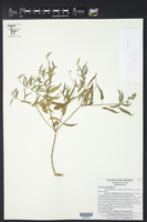 Croton humilis image