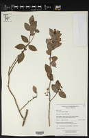 Vaccinium cordifolium image