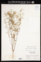 Croton andinus image