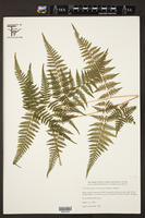 Macrothelypteris torresiana image