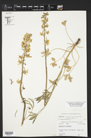 Delphinium carolinianum image