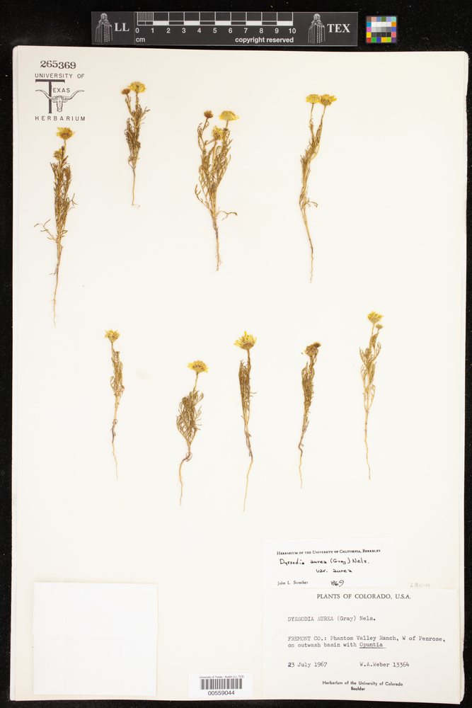 Thymophylla aurea var. aurea image