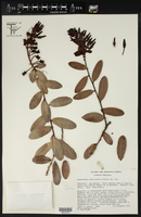 Cavendishia ruiz-teranii image