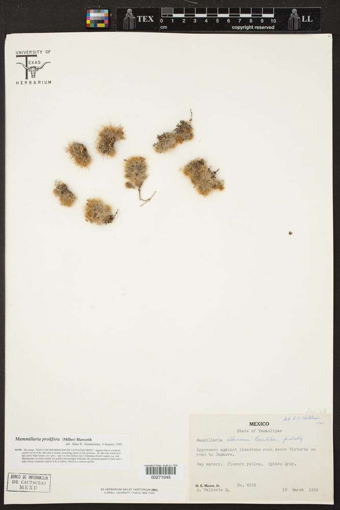Mammillaria albicoma image