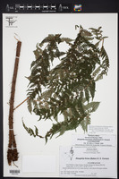 Alsophila tryoniana image