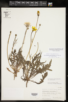 Pyrrhopappus pauciflorus image