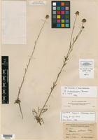 Image of Helenium chihuahuense