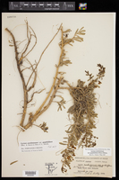 Lycium carolinianum var. quadrifidum image