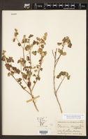 Pavonia lasiopetala image