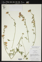 Sphaeralcea pedatifida image