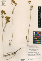 Eriogonum umbellatum var. chlorothamnus image