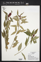 Euphorbia fulgens image