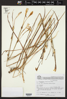 Polianthes longiflora image