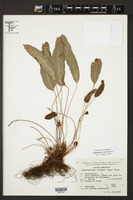 Elaphoglossum monicae image