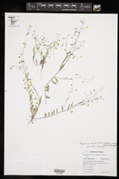 Physaria recurvata image