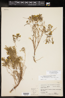 Pectis angustifolia var. fastigiata image