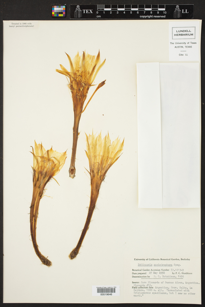 Echinopsis ancistrophora image