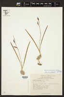 Encyclia bractescens image