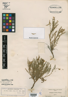 Astragalus misellus image