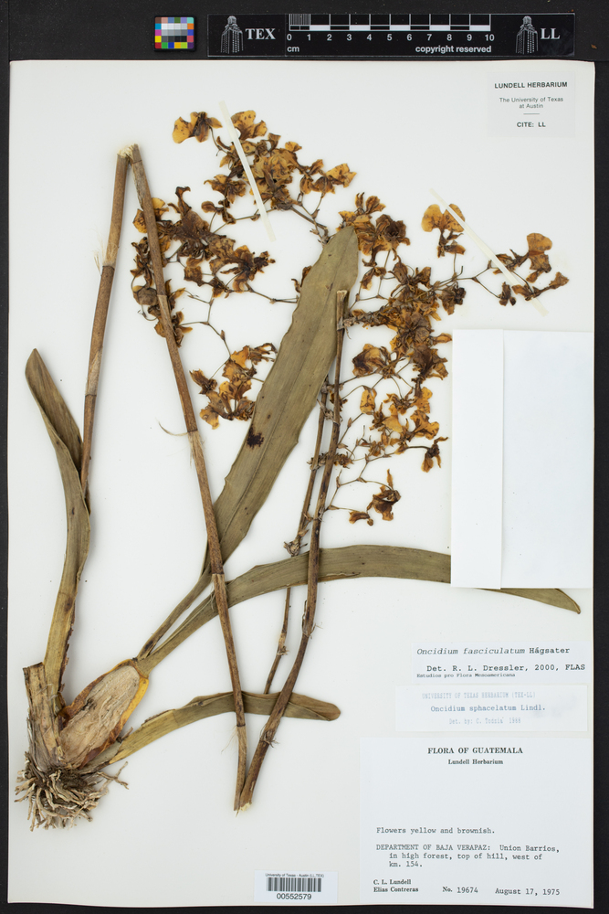 Oncidium tenuipes image
