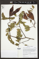 Image of Dalbergia cochinchinensis