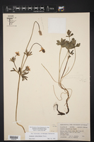 Anemone edwardsiana image