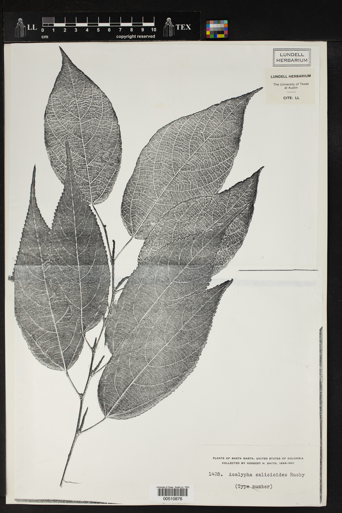 Acalypha salicioides image