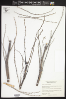 Hechtia montana image