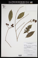 Bunchosia lindeniana image