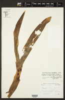 Govenia lagenophora image