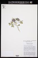 Pediomelum latestipulatum var. latestipulatum image