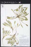 Oenothera brachycarpa image