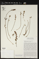 Lenophyllum texanum image