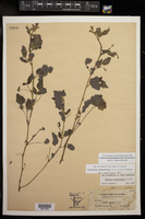 Pediomelum rhombifolium image