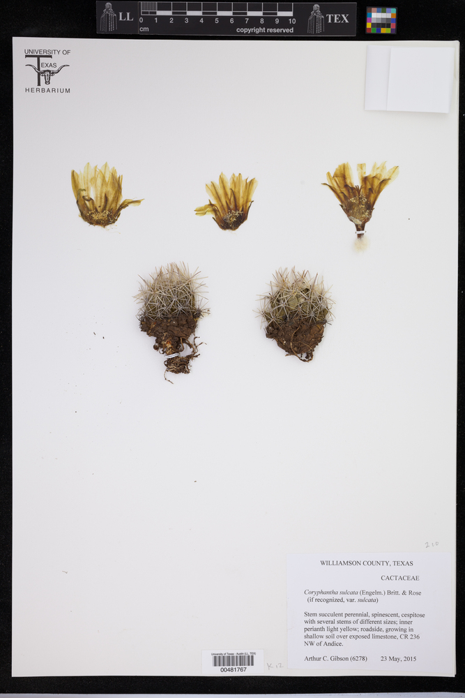Coryphantha sulcata var. sulcata image
