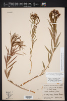 Amsonia ciliata var. texana image