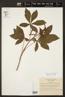 Aesculus pavia var. pavia image
