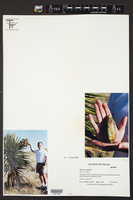 Yucca torreyi image